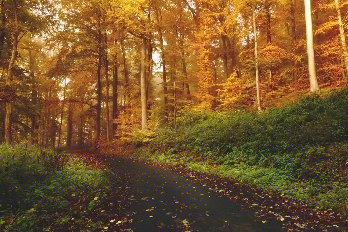 Landscape